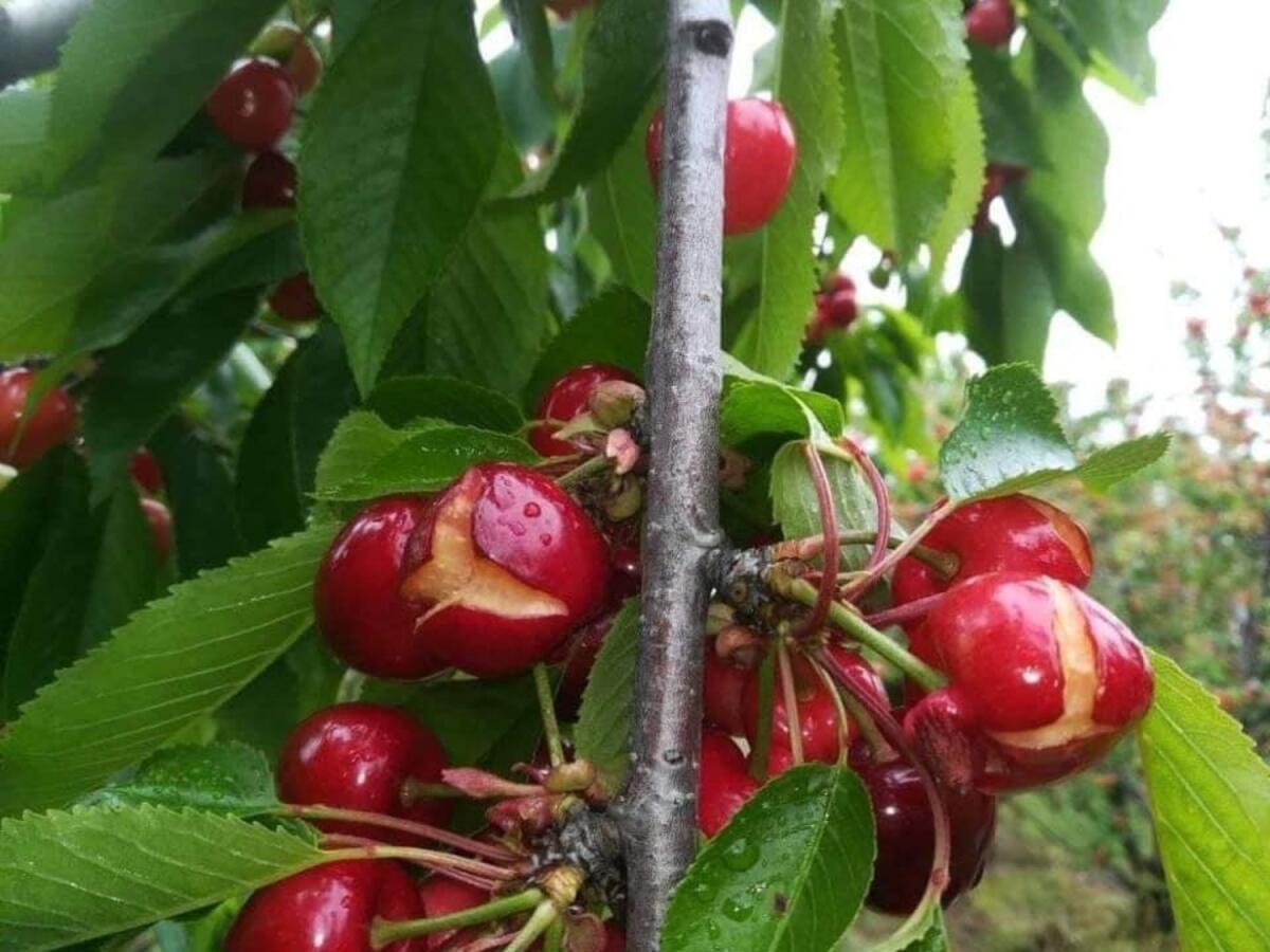 Maltempo in Puglia, difficoltà per le aziende agricole - 