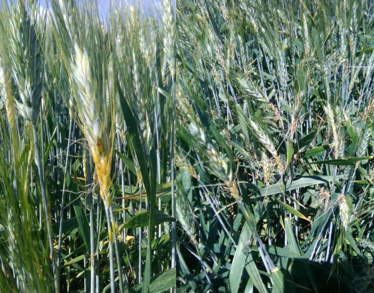 Disastro grano duro nel Foggiano: "Primi numeri sconfortanti, quantità giù fino al 60% - 