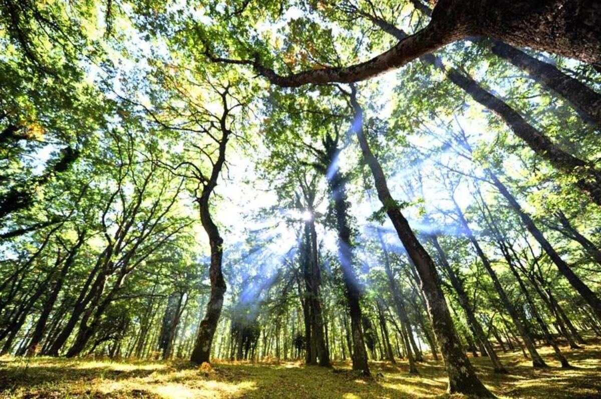 Oggi il Parco Nazionale del Gargano festeggia 25 anni in occasione della Giornata Nazionale dell'Ambiente - 