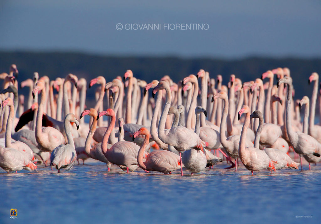 Oggi il Parco Nazionale del Gargano festeggia 25 anni in occasione della Giornata Nazionale dell'Ambiente