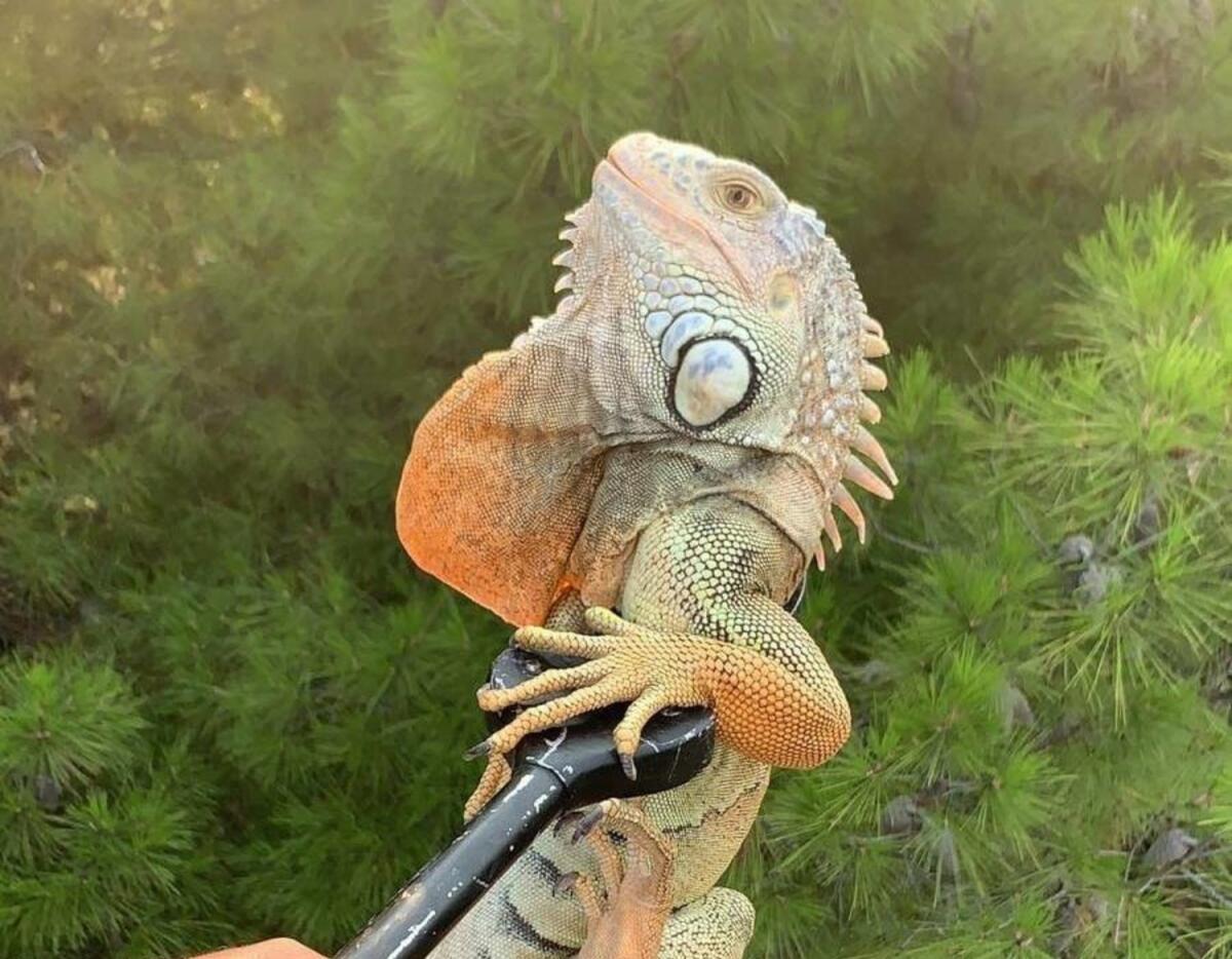 Foggia, recuperata iguana a Parco San Felice: era sfuggita al suo proprietario - 