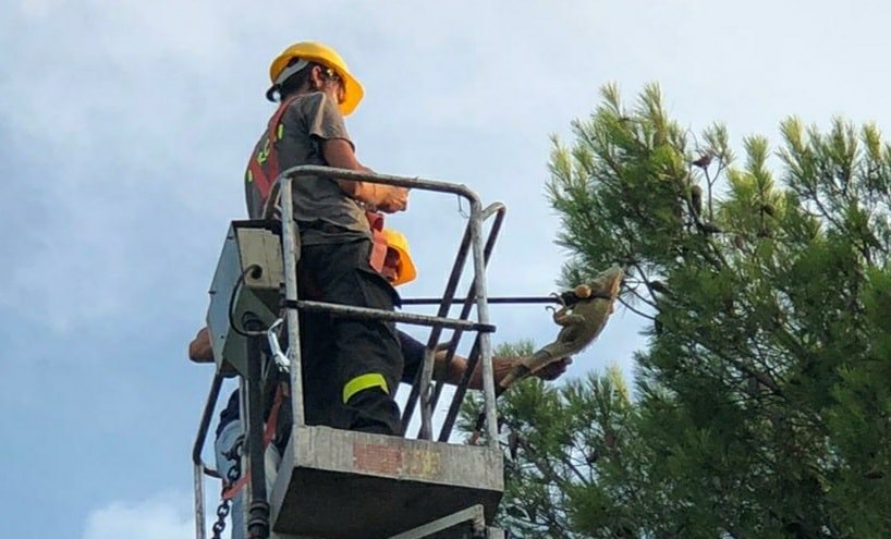 Foggia, recuperata iguana a Parco San Felice: era sfuggita al suo proprietario