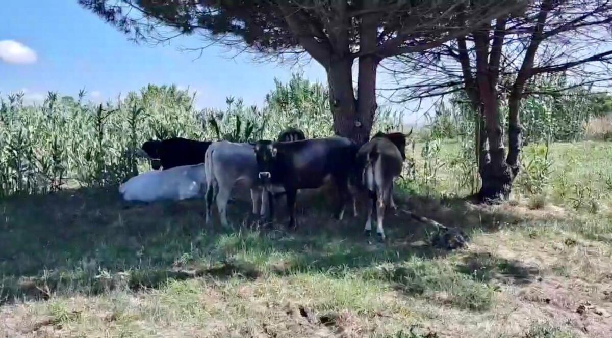 Marina di Lesina, mucche a spasso in spiaggia e nel centro abitato: scatta il sequestro - 
