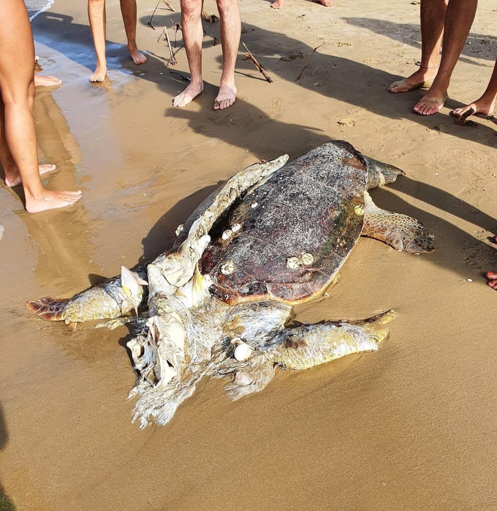 Orribile ritrovamento sulla spiaggia di Rodi Garganico: tartaruga morta, era spaccata in due