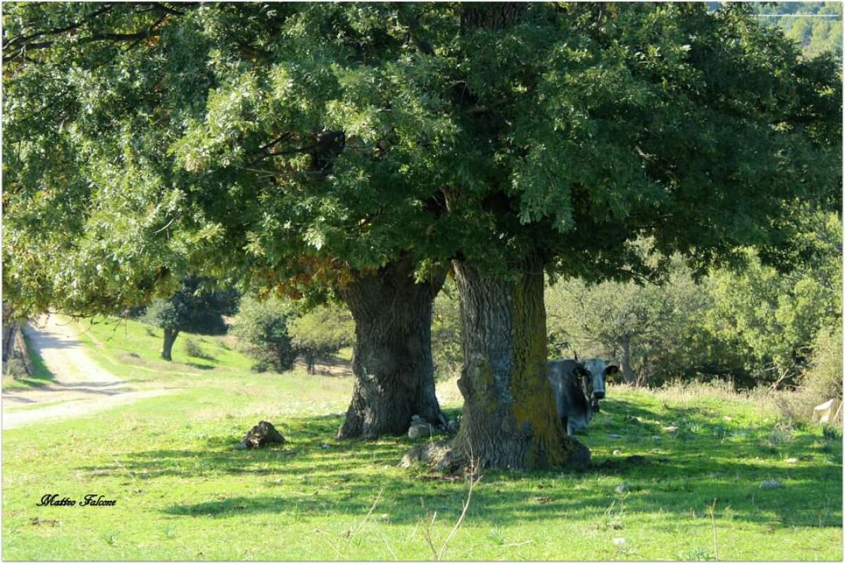Completamento SSV 693 del Gargano, il WWF boccia il progetto: "Uno scempio ambientale" - 