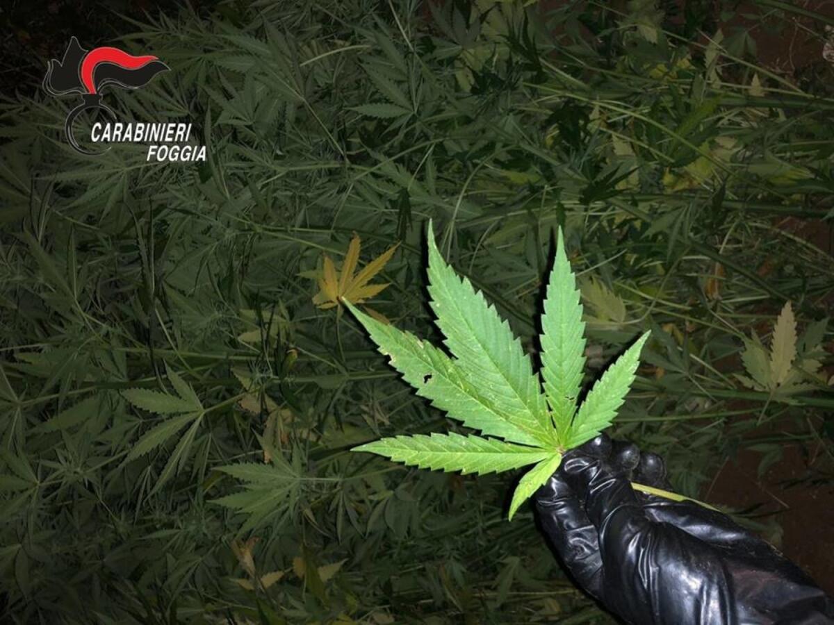 San Marco in Lamis, scoperta e sequestrata dai Carabinieri l'ennesima piantagione di marijuana - 
