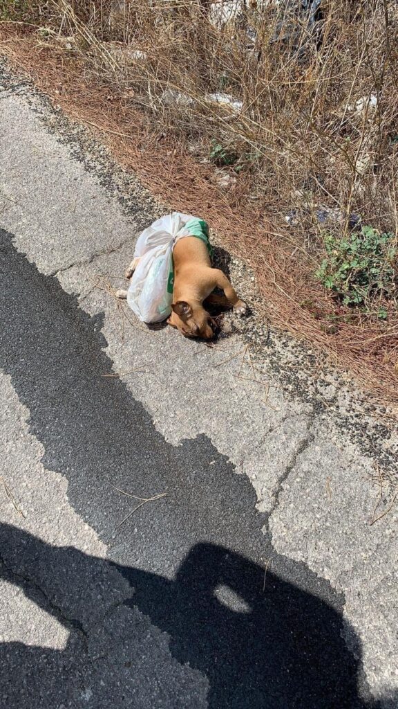 Orrore a San Severo, cuccioli morti buttati in una busta