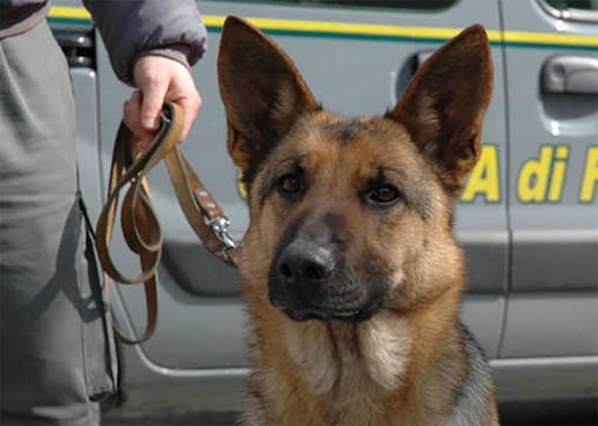 Nella Stazione di Foggia con la droga: fondamentale l'aiuto del cane antidroga Efres per fermare due soggetti - 