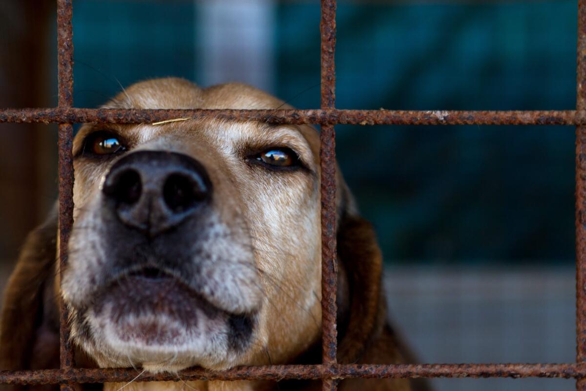 "Cambia la mia vita, portami a casa": a San Giovanni Rotondo 110 cani aspettano di essere adottati - 