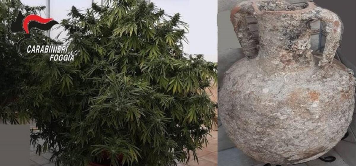 Piante di marijuana in un reperto archeologico nel centro di Manfredonia: un arresto - 