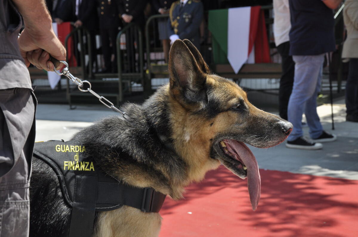Il fiuto dei cani antidroga stana uno spacciatore: sequestrati contanti, cocaina purissima e hashish - 