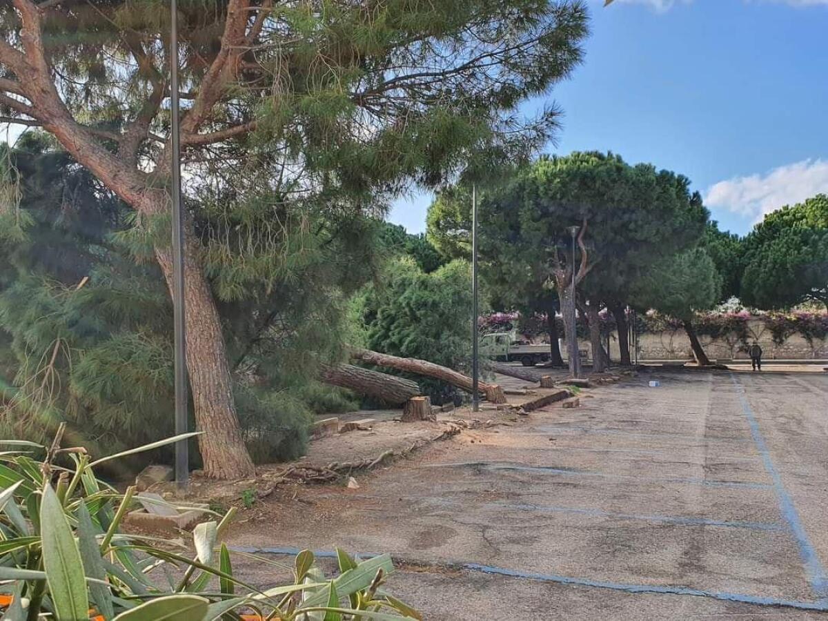 "Stanno abbattendo gli alberi di Vieste", grande sconforto per il WWF Foggia dopo petizione e appelli - 