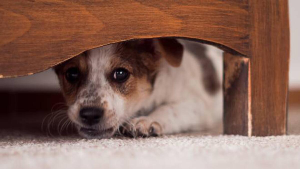 Botti di Capodanno, i consigli dell’Enpa per proteggere i nostri amici animali - 