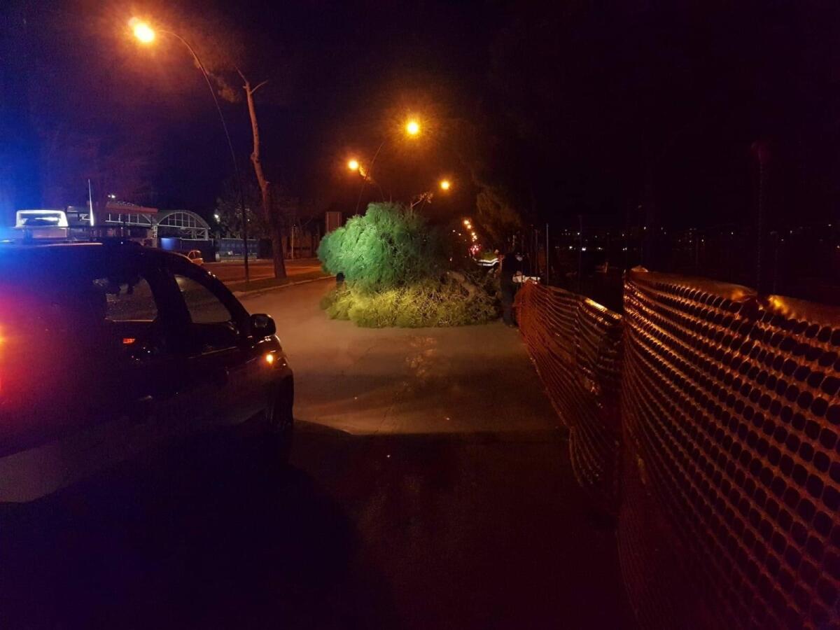 Foggia, pericolose raffiche di vento provocano danni in città: caduti alberi e pali dell'illuminazione - 