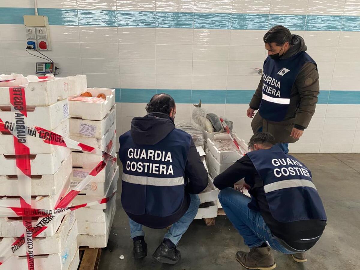 Sequestrate 40 tonnellate di prodotto ittico nel Foggiano: denunciate sei persone - 