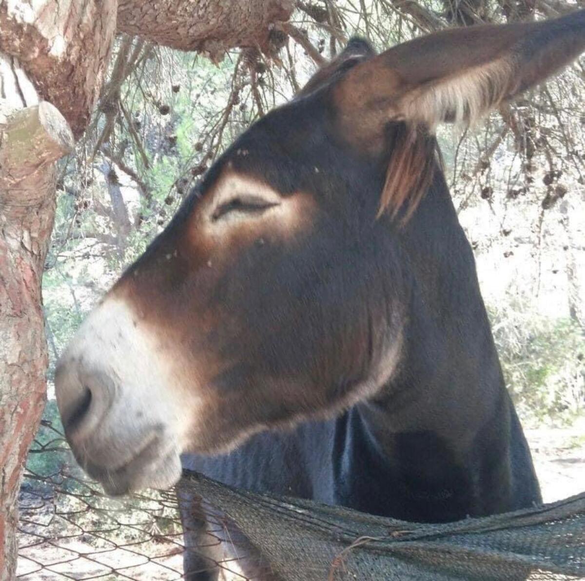 Fortunato, l'asinello delle Isole Tremiti, cambia casa dopo tanti anni: era la mascotte delle Diomedee - 