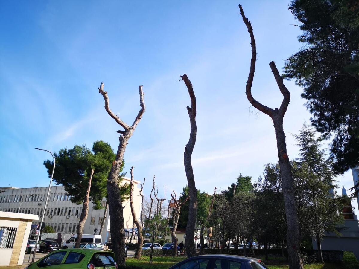 Potatura alberi all’interno dell’area del Policlinico Riuniti: l'ospedale risponde agli ambientalisti - 