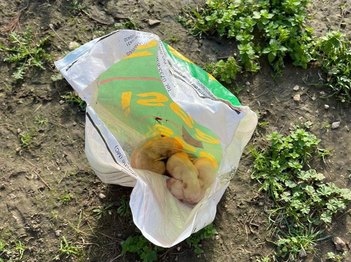 Foggia, cuccioli abbandonati in una busta. La rabbia dei volontari: "Tre vite buttate" - 