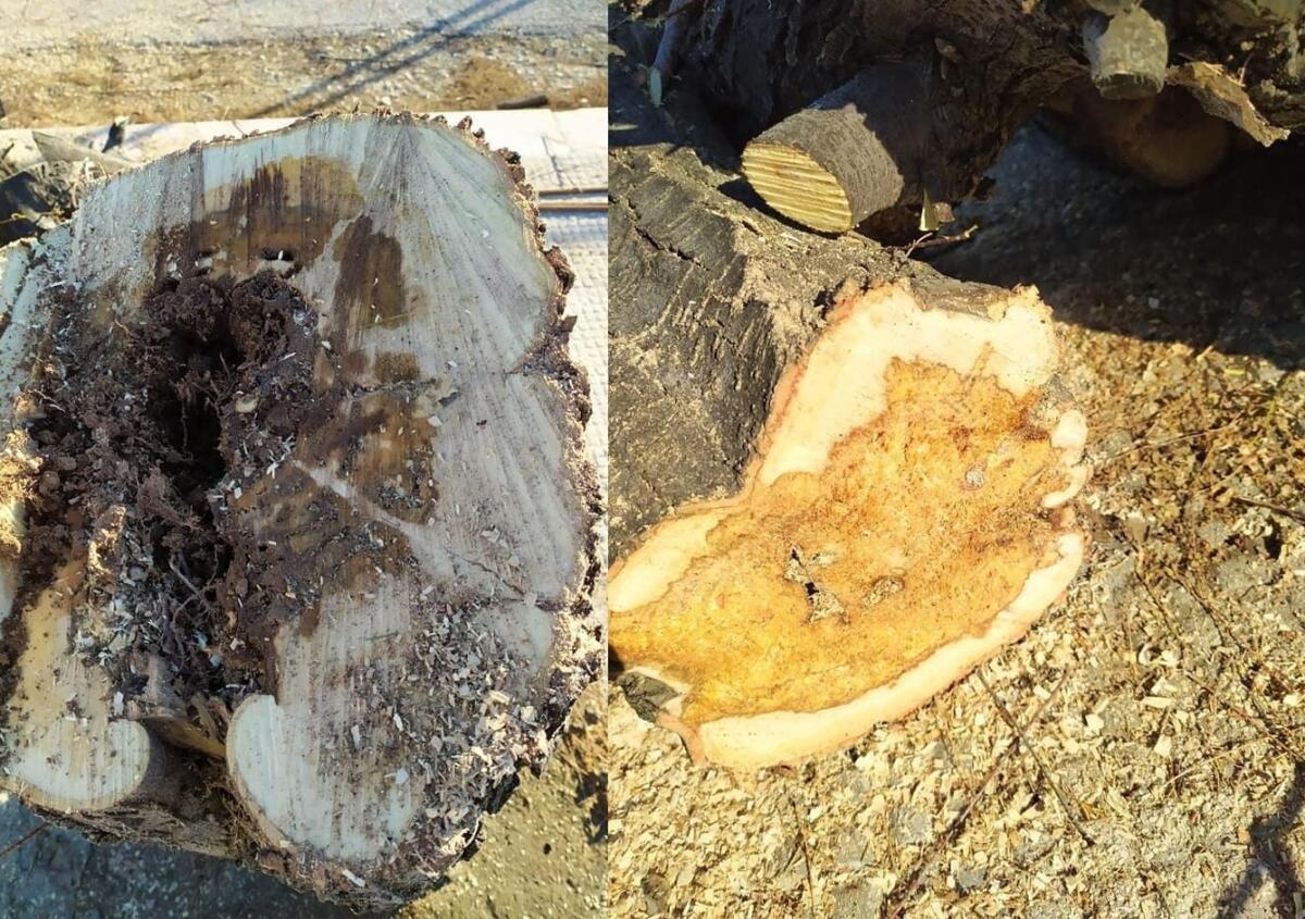 40 alberi del lungomare di San Menaio verranno rimossi: "Sono malati, al loro posto 40 giovani piante" - 