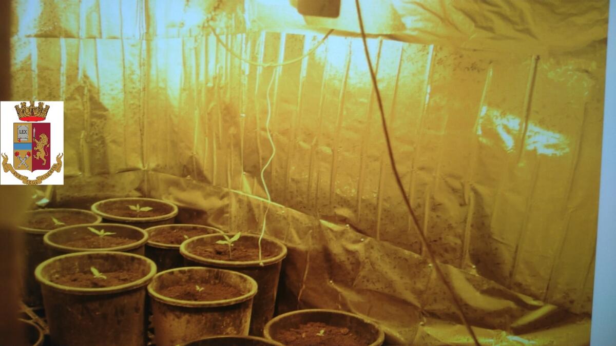 Controlli nell'Alto Tavoliere, sequestrate 20 piantine di marijuana - 