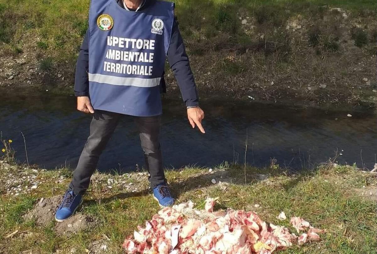Manfredonia, frattaglie animali e cumuli di scarti di macellazione - 