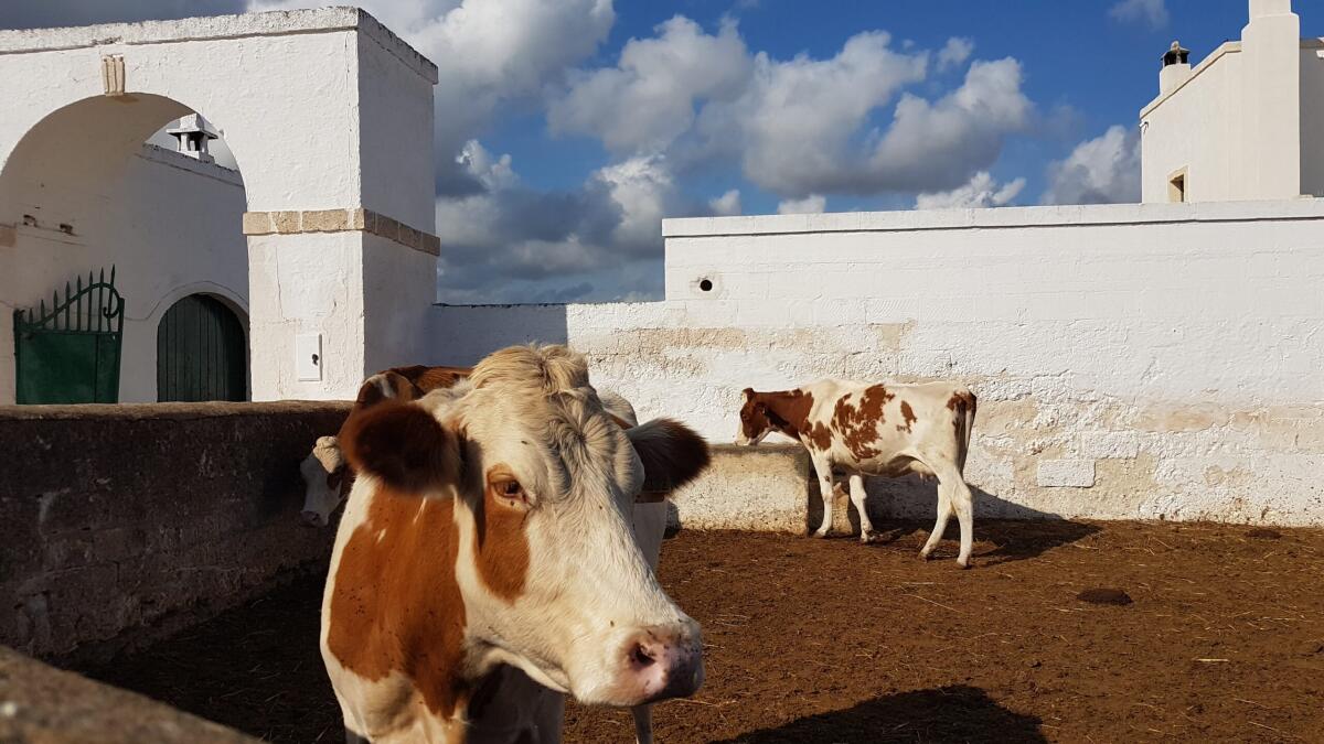 Puglia indenne da brucellosi: arriva la certificazione sanitaria dall'Unione europea - 