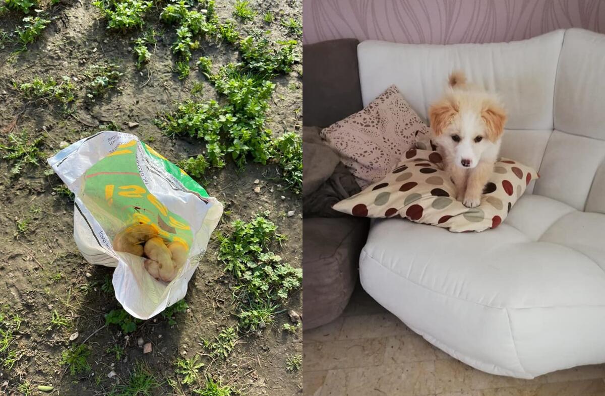 Foggia, cuccioli neonati buttati in una busta: Holly, Benji e Oliver hanno trovato casa - 