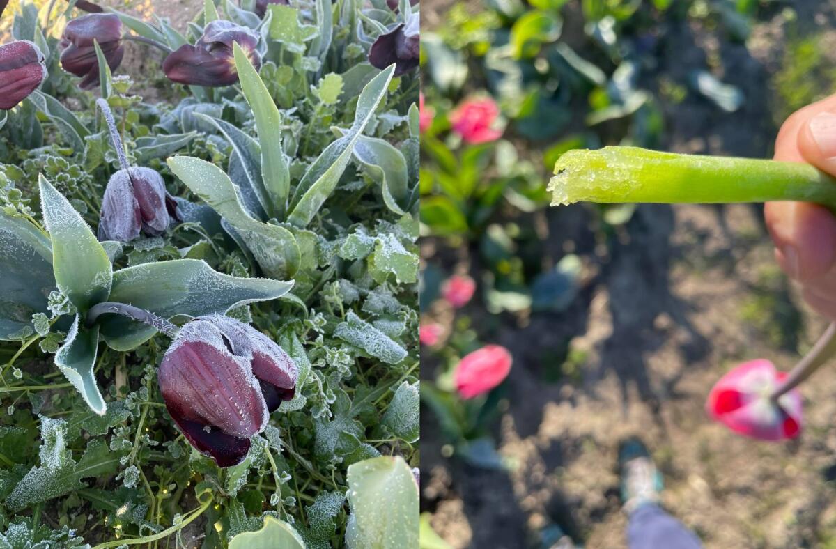 Il campo di tulipani di Puglia non c’è più. Il contadino foggiano Giuseppe Savino: "Statemi vicino, devo ritrovare le forze" - 