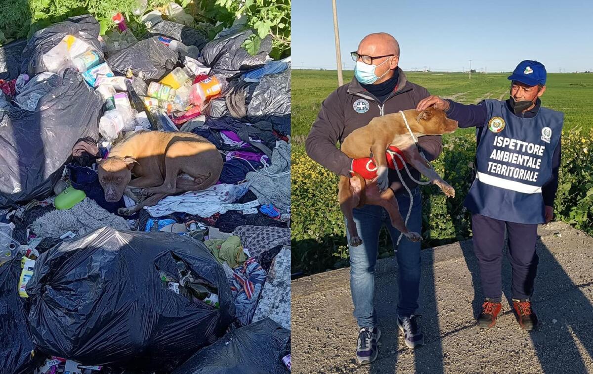 In una discarica di rifiuti a cielo aperto trovato e salvato cane investito da un pirata della strada - 
