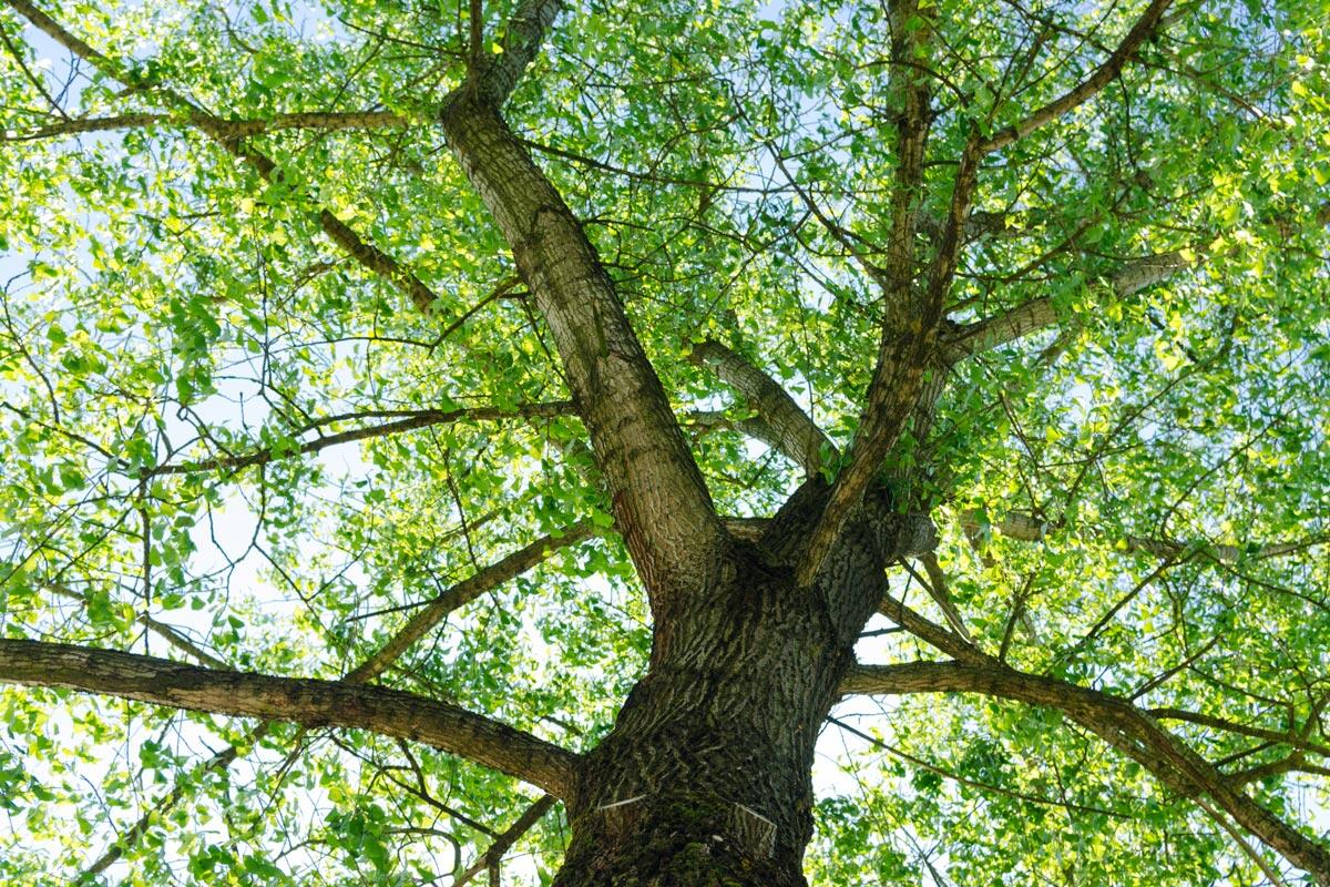 Platani, tigli, lecci e bagolari: a Foggia in arrivo 250 nuovi alberi - 
