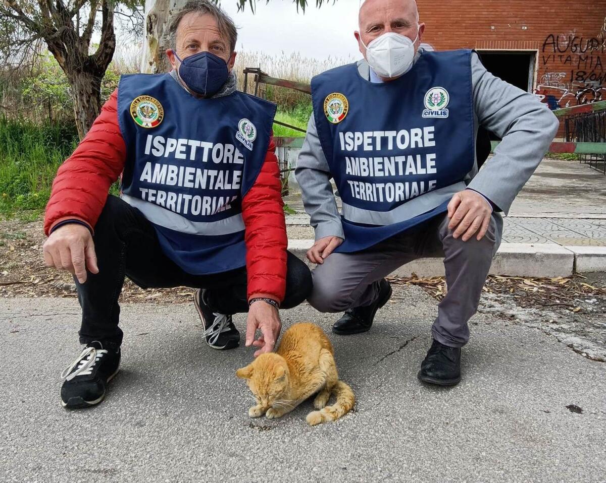 Siponto, gattino ferito e abbandonato salvato dagli Ispettori Ambientali Civilis - 