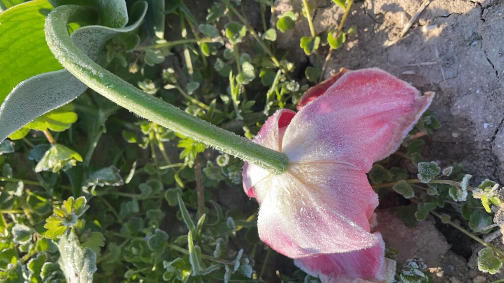 Il campo di tulipani di Puglia non c’è più. Il contadino foggiano Giuseppe Savino: "Statemi vicino, devo ritrovare le forze"