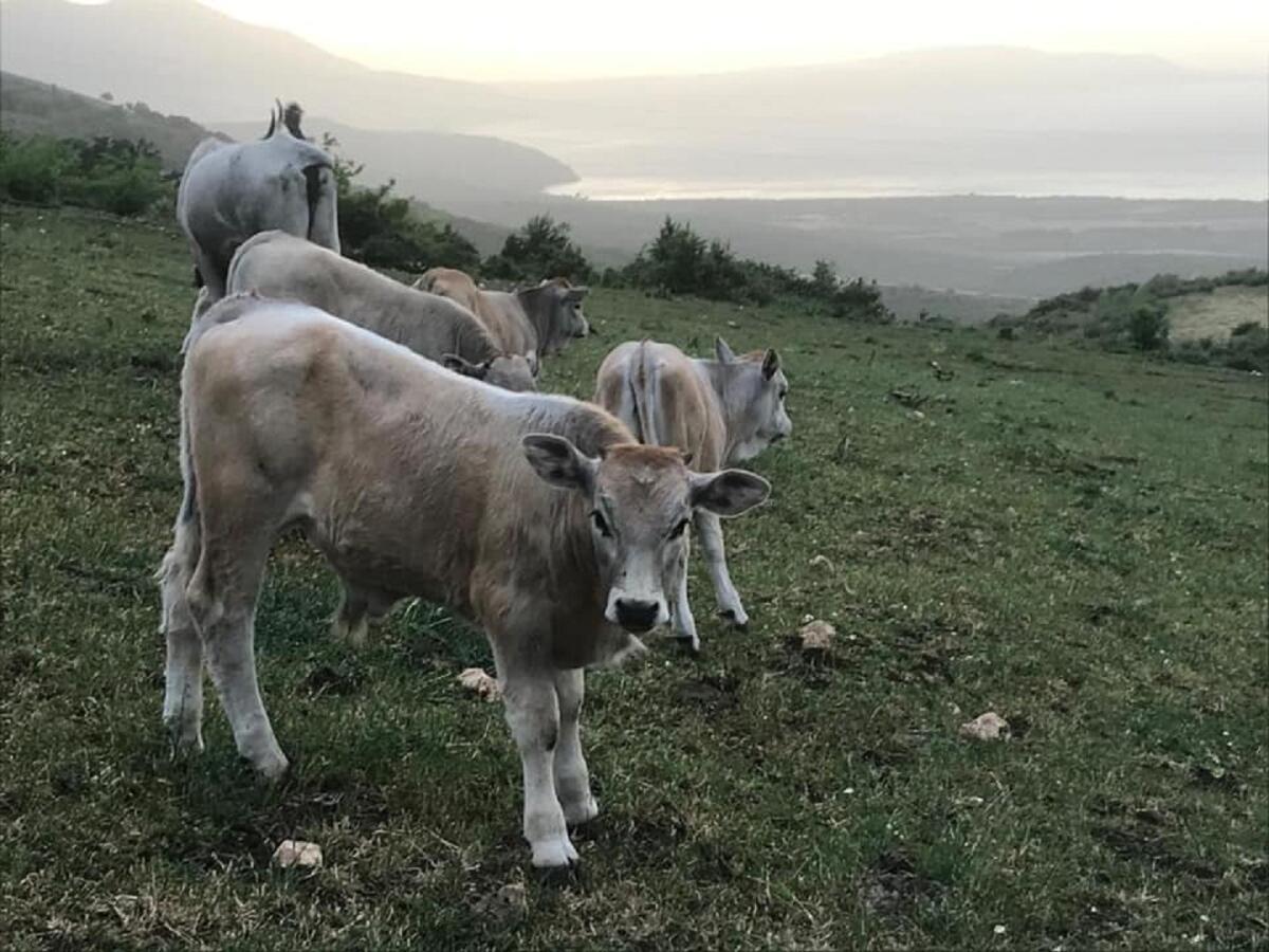 "Treno della Transumanza": in treno alla scoperta del mondo podolico tra percorsi, degustazioni e visite - 
