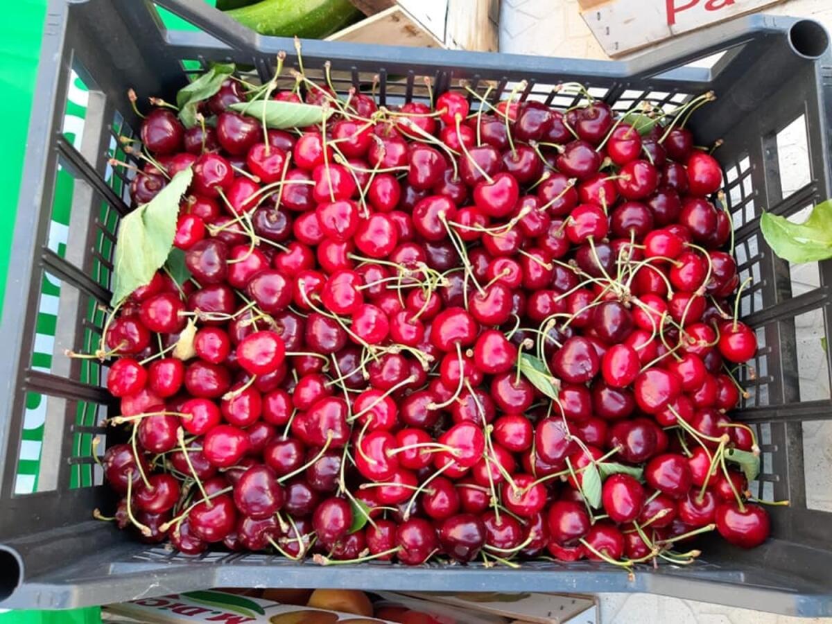 Ciliegie di Puglia, all'ingrosso 1 euro e nei supermercati a 10 - 