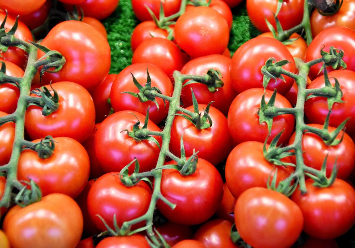 Pomodoro da industria, aumento dei costi di produzione. Cia Capitanata: "Serve intesa sul prezzo" - 