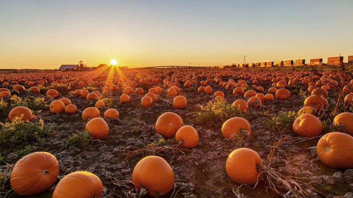 A Foggia, nasce il campo delle zucche di Puglia: "L’ultimo tassello di un sogno più grande è stato piantato" - 