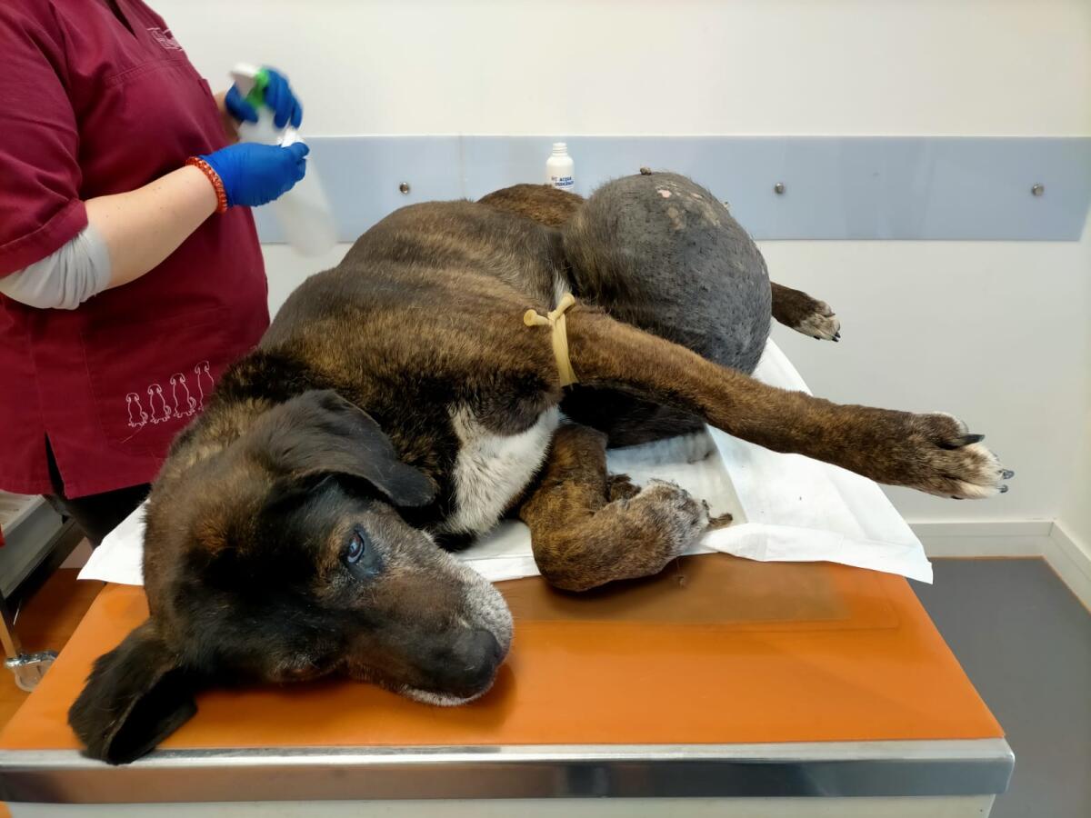 Foggia, cane con un tumore di quasi 10 kg: le guardie zoofile di Accademia Kronos salvano la vita a Rex - 