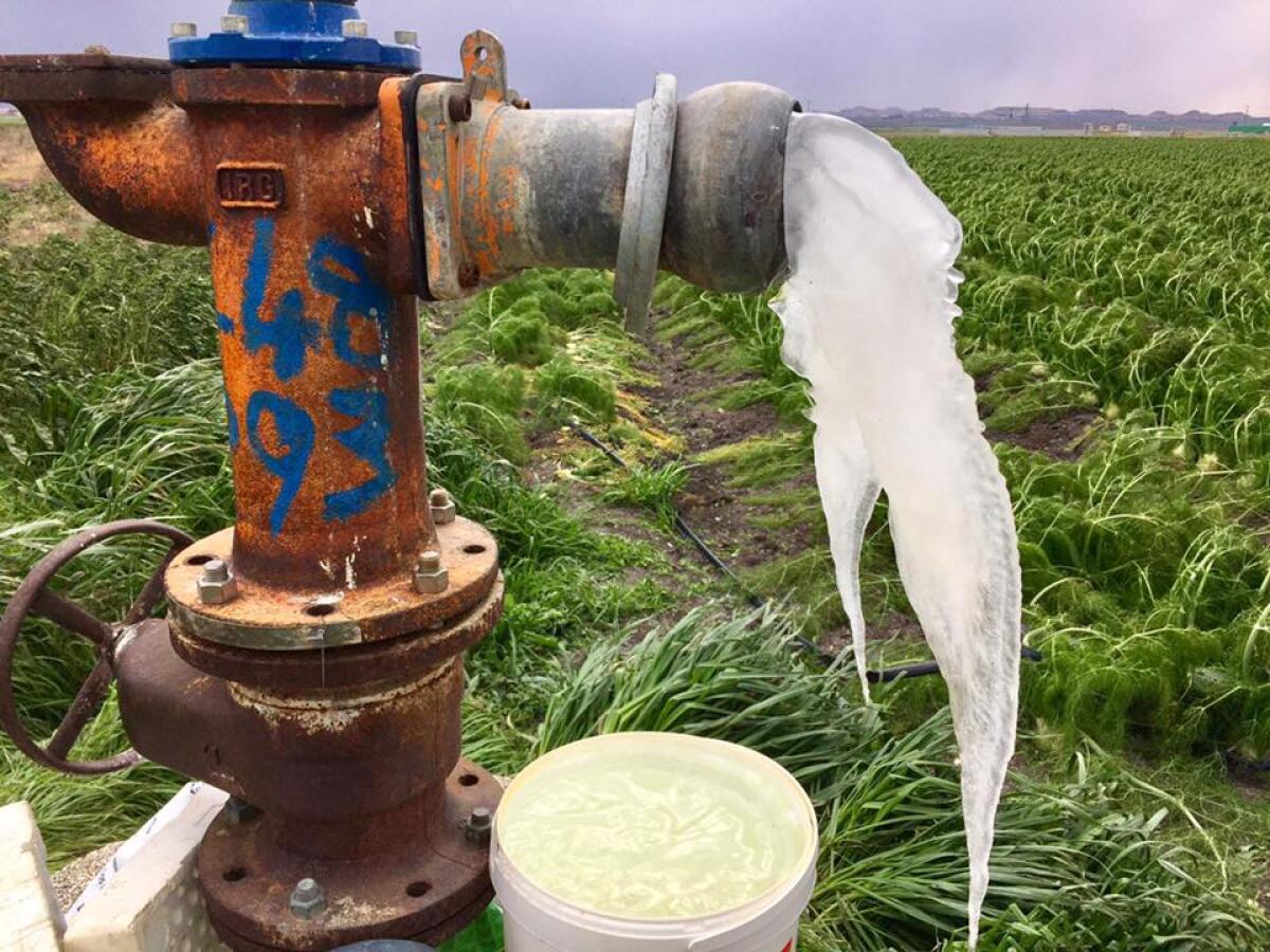 Gelate 2018, Cia Puglia: "Sbloccate le istruttorie per i fondi in Capitanata" - 