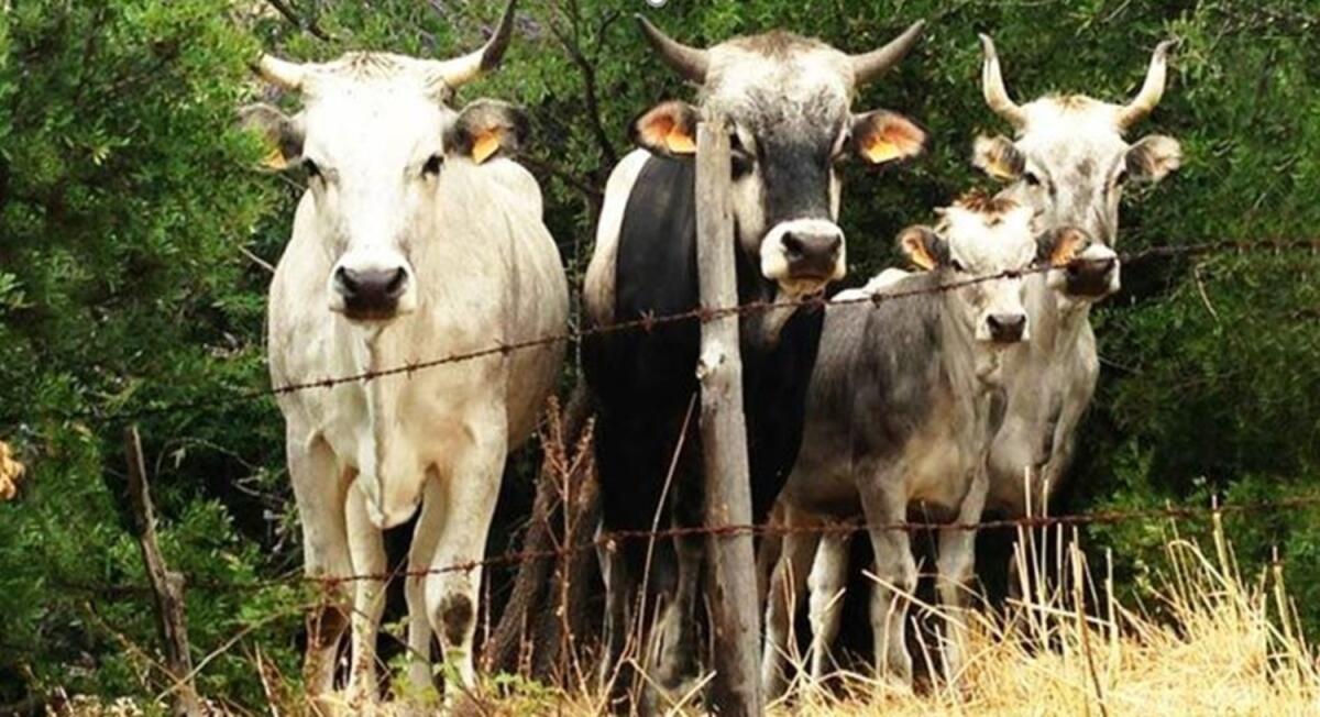 "Stato brado": sequestrati 80 capi di bestiame tra caprini, ovini e bovini sul Gargano - 