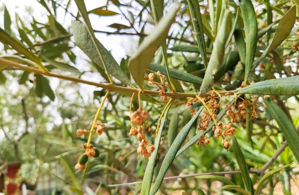 Clima torrido e persistente siccità provocano gravi danni all'agricoltura pugliese - 