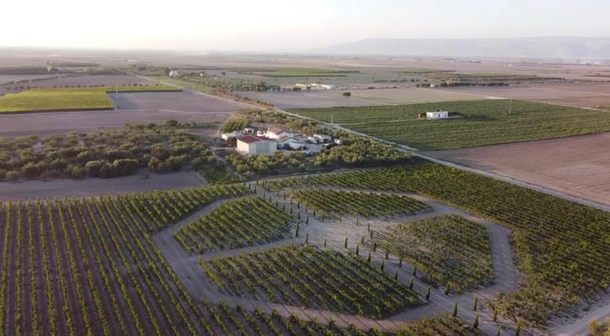 A Foggia il vigneto di Federico II di Cascina Savino omaggia l'imperatore - 