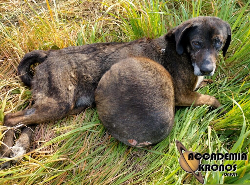 Foggia, cane con un tumore di quasi 10 kg: le guardie zoofile di Accademia Kronos salvano la vita a Rex