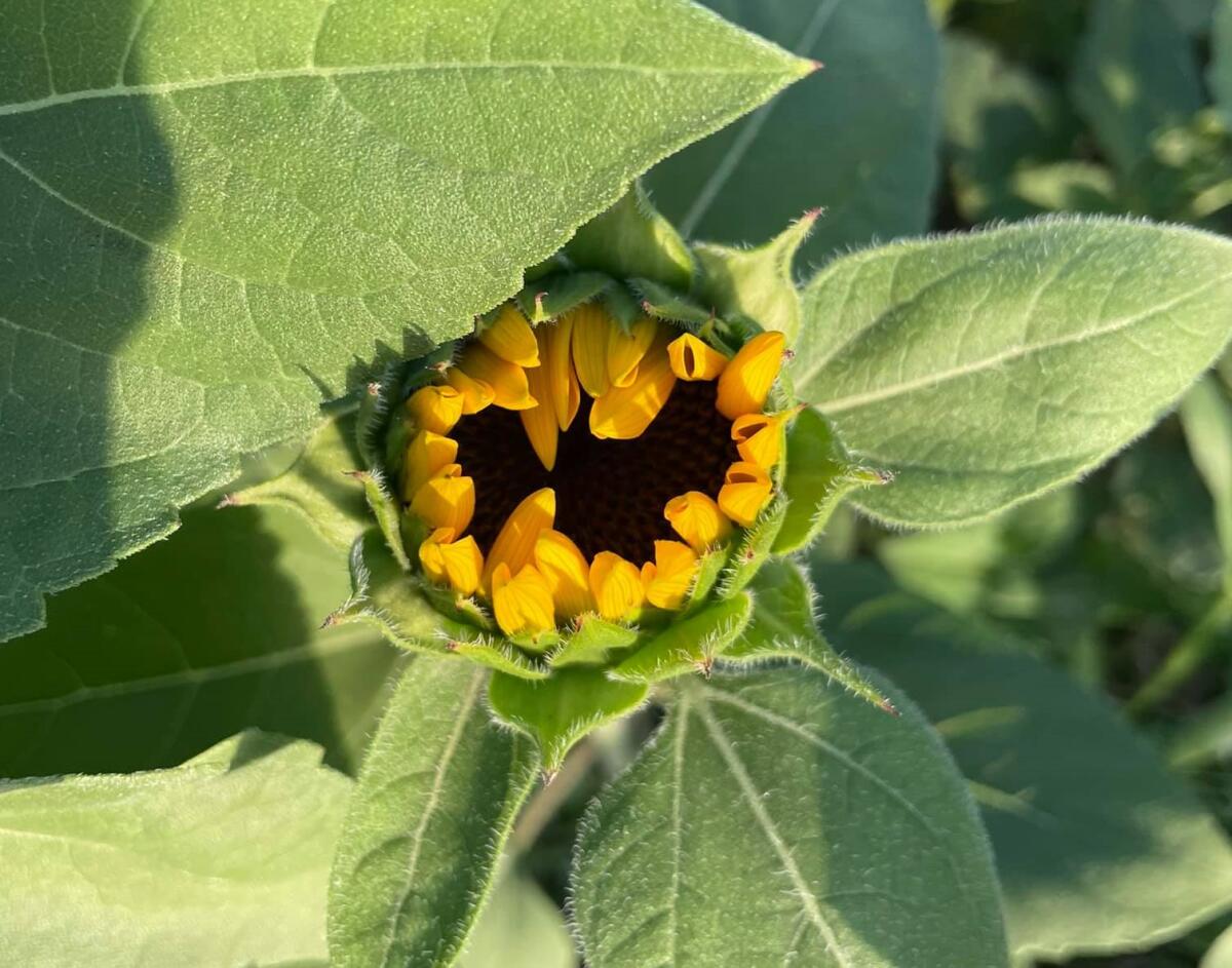 A Foggia il campo di girasoli colorati è realtà: spettacolari fiori rossi, bianchi, arancioni e verdi - 