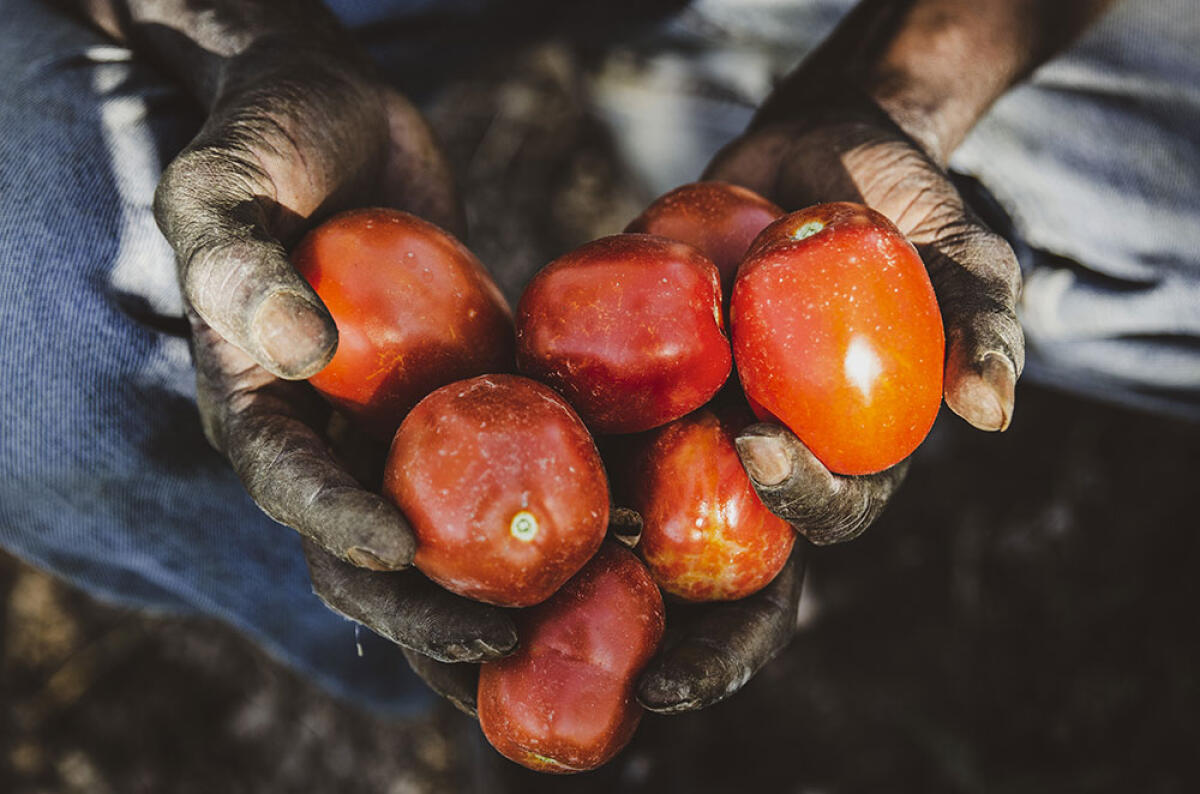 "La bellezza di una cooperazione che sa essere inclusiva": torna Pomovero, la passata di pomodoro libera dal caporalato - Credits: Pomovero.it