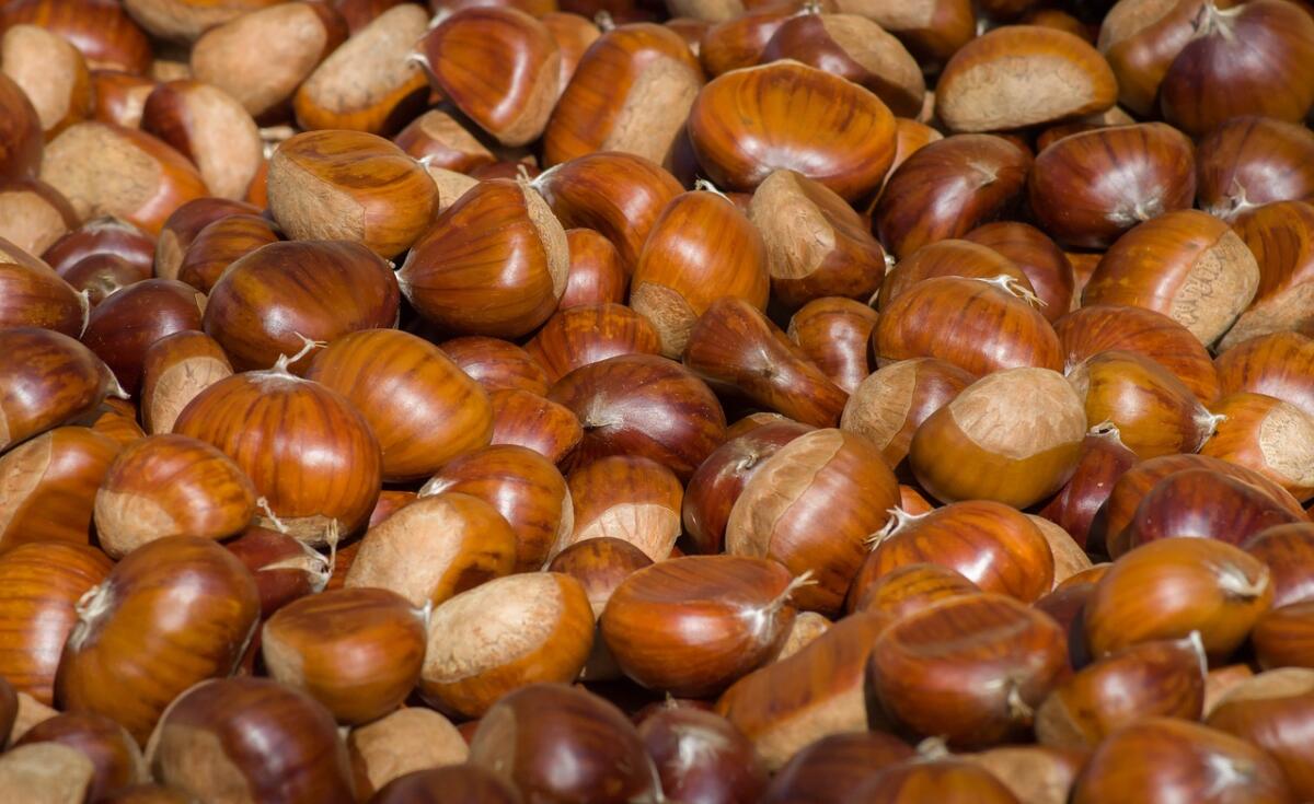 Arrivano le prime castagne pugliesi, sul Gargano un agricoltore si prende cura di un castagneto di 80 anni - 