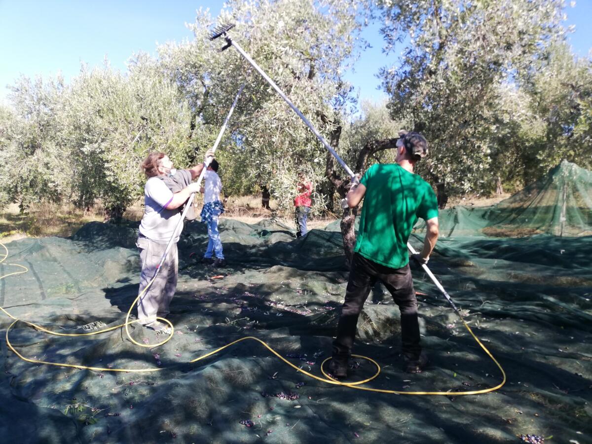 San Severo, l'agricoltura sociale favorisce l'inserimento lavorativo di persone con disagi diversi - 