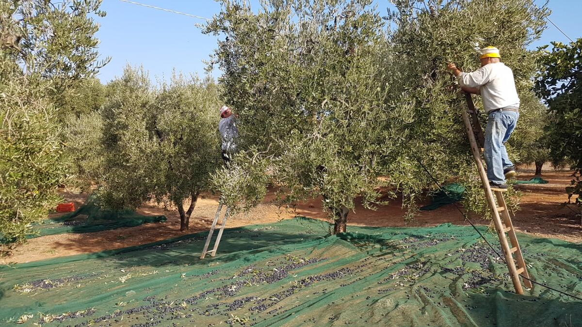 Capitanata, orgoglio agricoltura: "Non siamo la terra del caporalato. 25mila aziende e 70mila occupati, tanti gli stranieri integrati" - 