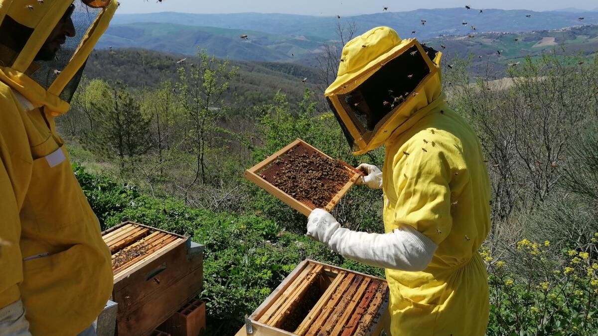 Adotta un’arnia per salvaguardare le api e la biodiversità. L’iniziativa promossa da Ortovolante - 