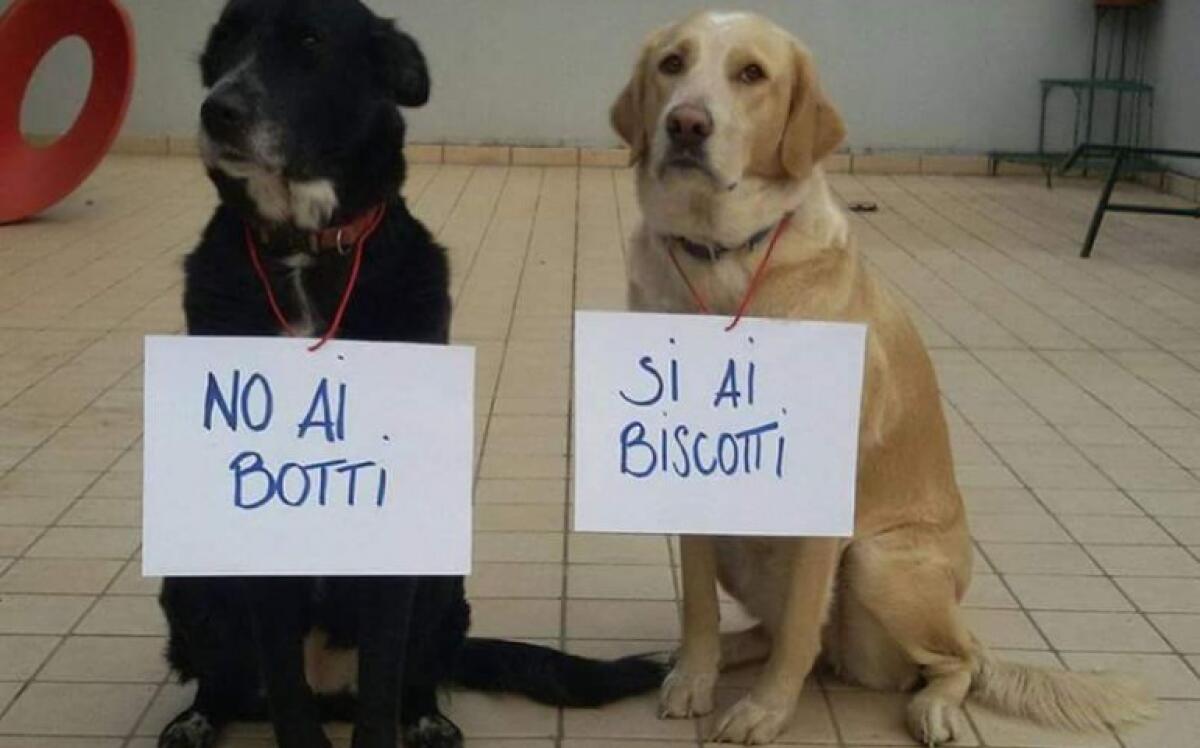No ai botti. Come tutelare gli animali dai botti di Capodanno - 