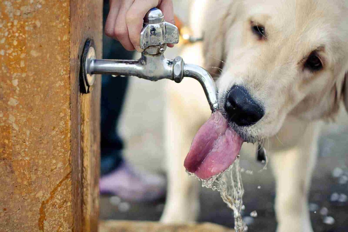 Foggia: in arrivo 10 fontanine per cani in diversi punti della città - 